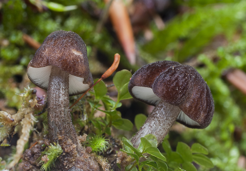 Pluteus podospileus